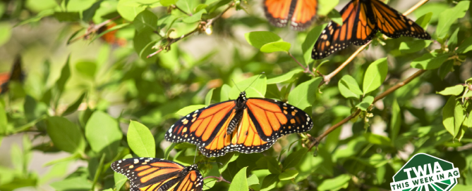 A beautiful shot showing butterflies sitting on green leaves.