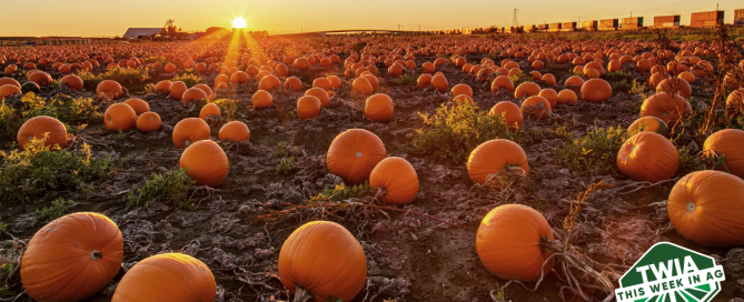 A perfect sunset shot for the fall season with pumpkins in the field.