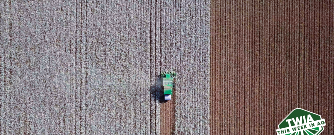 A top shot of a cotton field