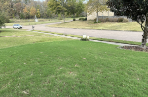 A photo of author Fred's front yard showing green grass.