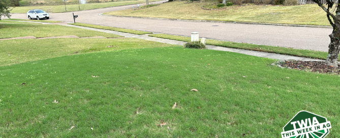 A photo of author Fred's front yard showing green grass.