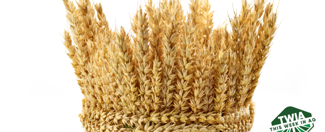 A beautiful crown made of wheat.