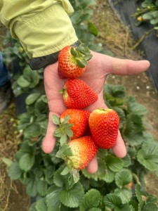 Primer plano de una mano que sostiene cinco fresas gordas de color rojo vivo, mostrando su aspecto fresco y sano.