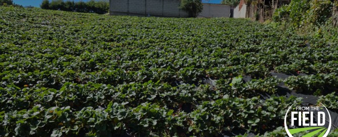 A strawberry field in Guatemala.