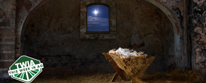 A peaceful scene of Baby Jesus lying in a humble crib, surrounded by soft hay.