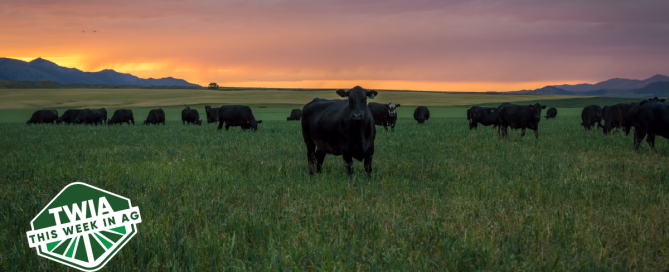 A beautiful shot o f buffalow