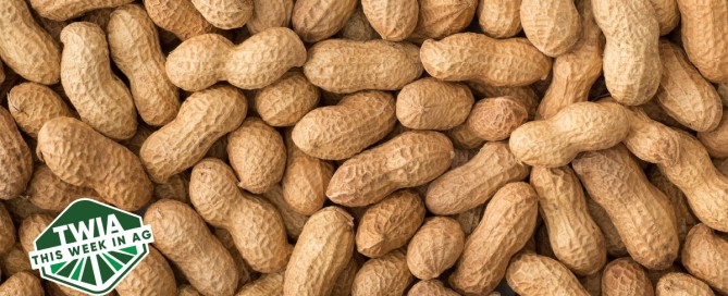 TWIA 60 - Peanuts