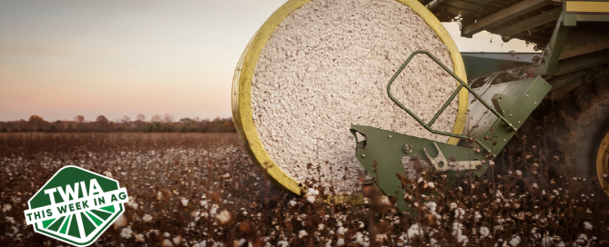 A shot of a cotton field.
