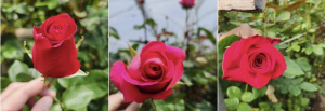 A collage of healthy, vibrant red roses.