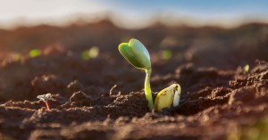Preguntas y respuestas: Aprovechar los bioestimulantes y biofertilizantes para un crecimiento sostenible