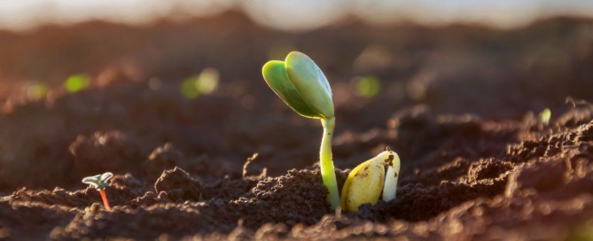 New plant sprouting from the soil.