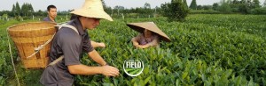 Do campo: Explorando o impacto dos bioestimulantes na Ásia