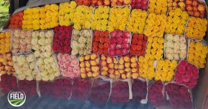 From the Field: Journey of the Perfect Valentine’s Day Rose