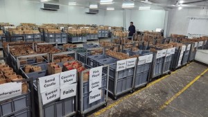 A shot inside a rose production facility.