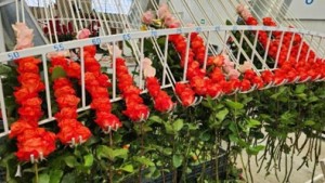 Beautiful coral roses.