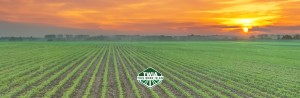 Como as condições de seca orientam as decisões da #Plant25