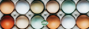 The Tradition of Easter Eggs: From Symbolism to Celebration