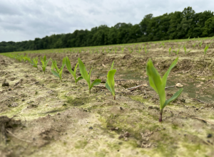 Corn