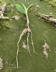 Corn Root