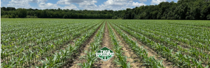 Flooded Fields, Missed Chances: The Cost of Untimely Rain