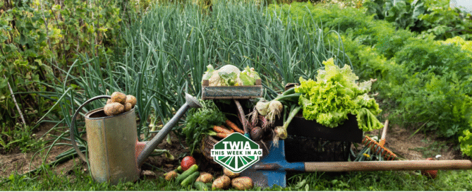 Garden fresh produce