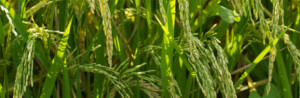 Huma Carbon-Based Program Boosts Corn and Rice Yields