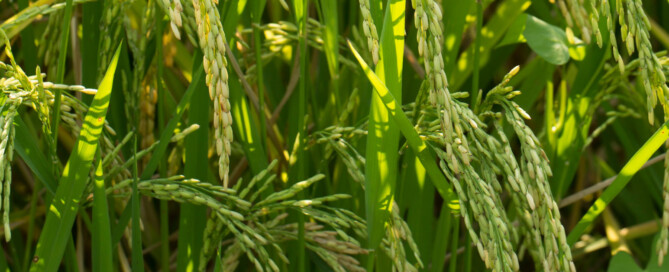 RiceBlog 1920x628