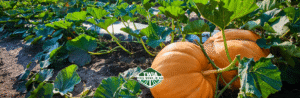 What Determines a Farmer’s Crop Choice?