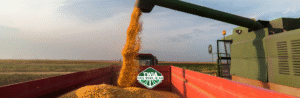 How Advances in Crop Genetics Influence Nutrient Management