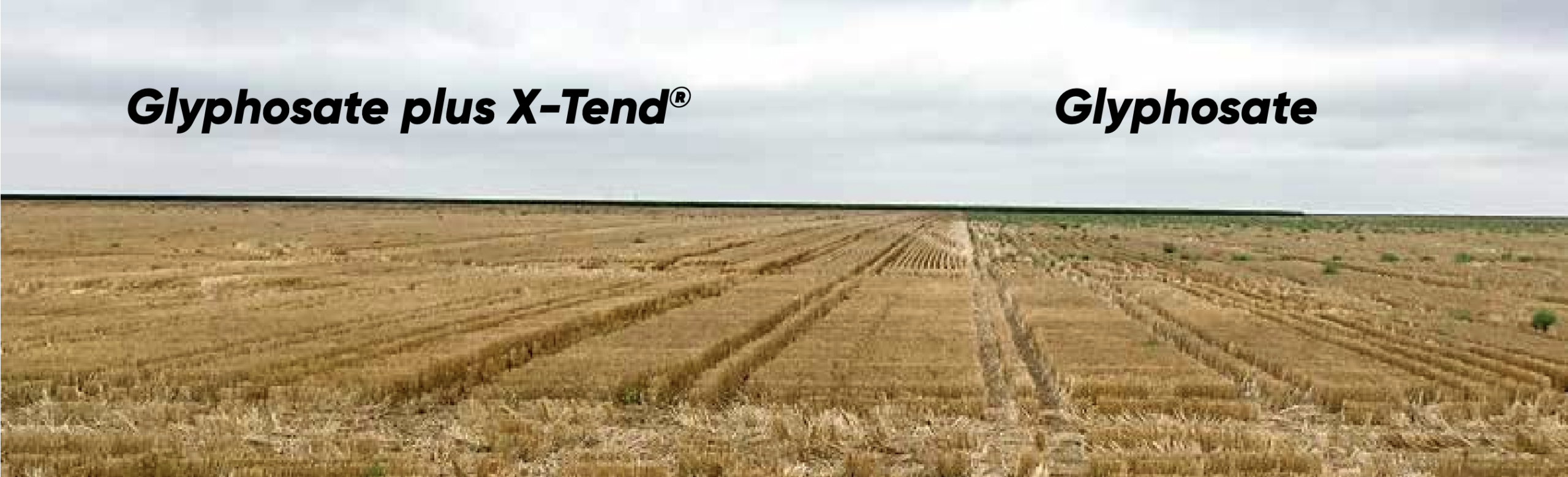 Huma<sup>®<sup/> X-Tend<sup>®<sup/> Increases Glyphosate Effectiveness Against Resistant Weeds - Photo 1