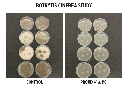 Proud 4 Botrytis test